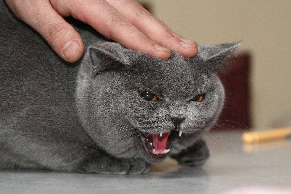 Неприятный запах от кошки: причины и методы устранения