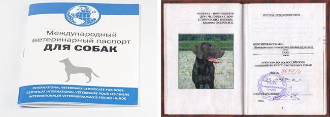 Образец паспорта для собаки