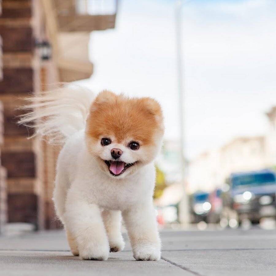 Самые милые породы собак в мире — топ-15 пород с описаниями и характеристиками
