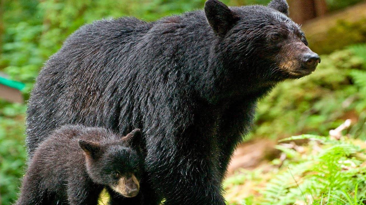 Барибал (медведь черный): описание, внешний вид, особенности, среда обитания и интересные факты