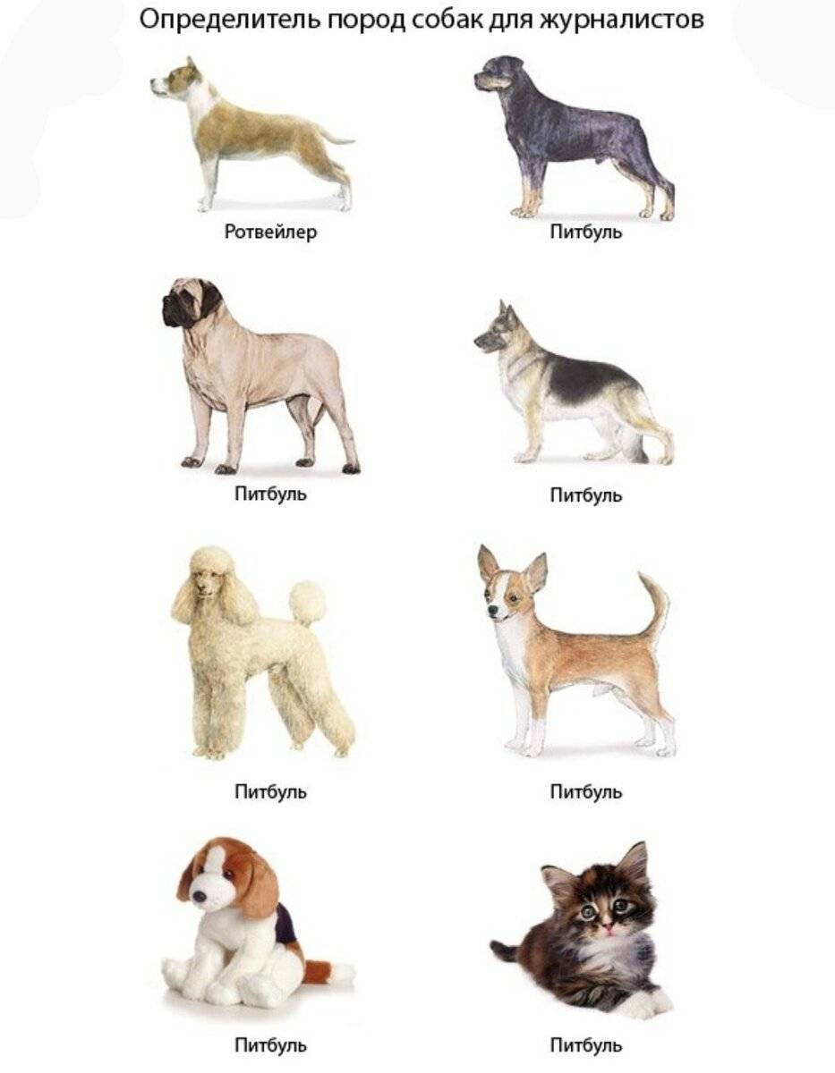 Как определить породу собаки по внешнему виду