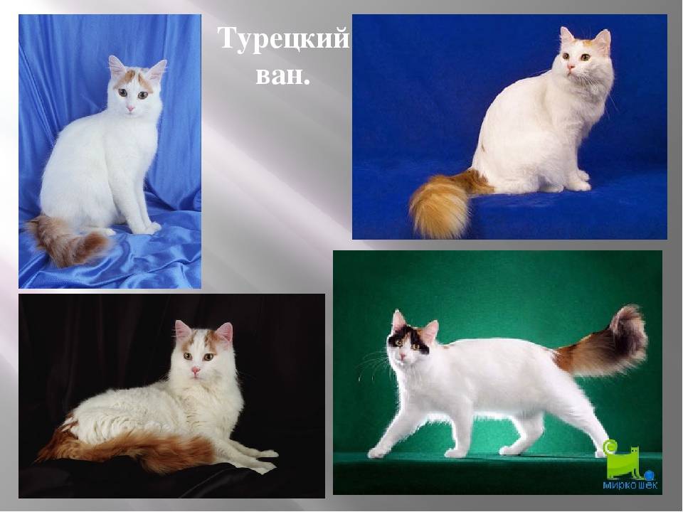 Описание кошек породы турецкий ван, особенности их характера