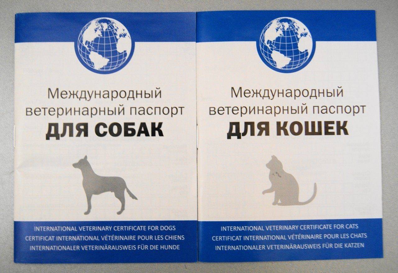 Ветеринарный паспорт для собак | ваши питомцы