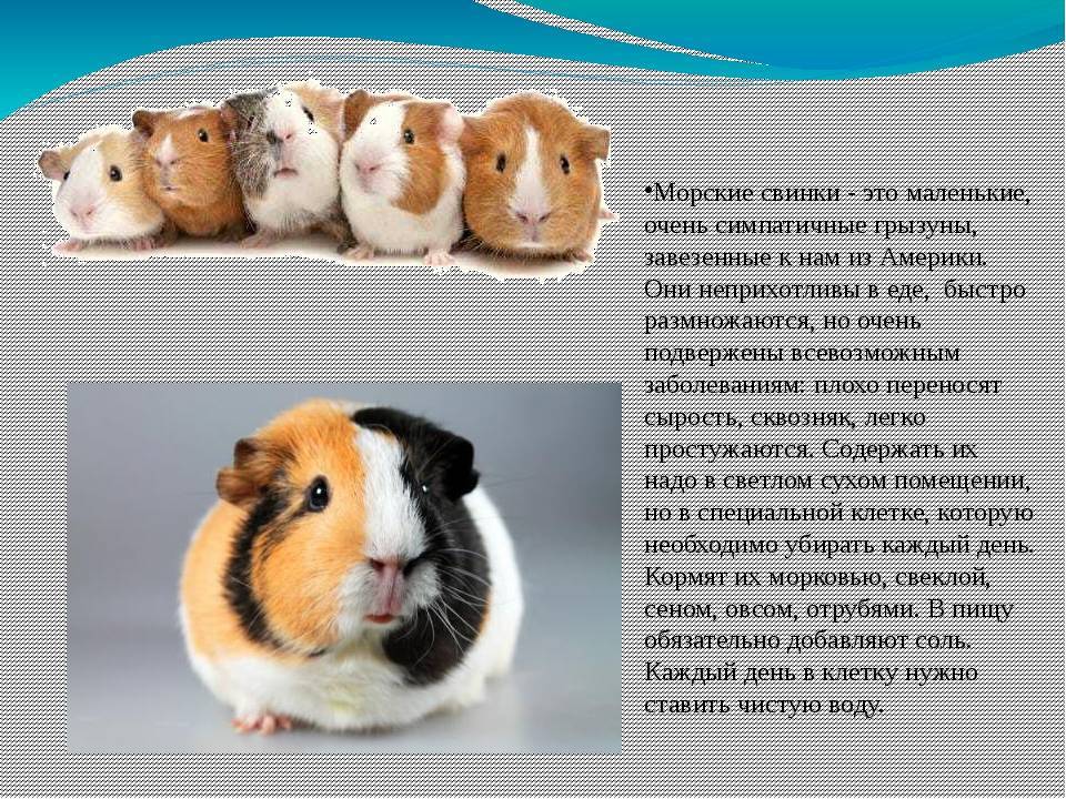 Почему морские свинки называются морскими: несколько гипотез :: syl.ru