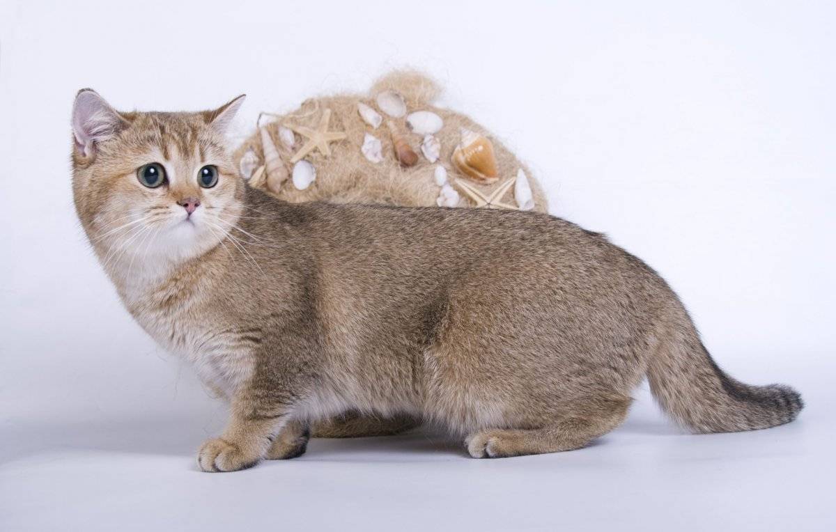 Породы коротколапых кошек: как называются коты с короткими, маленькими лапами, каковы особенности их содержания?