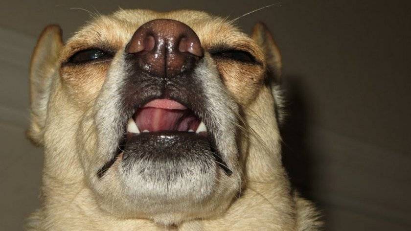 Собака чихает и фыркает: причины и методы лечения