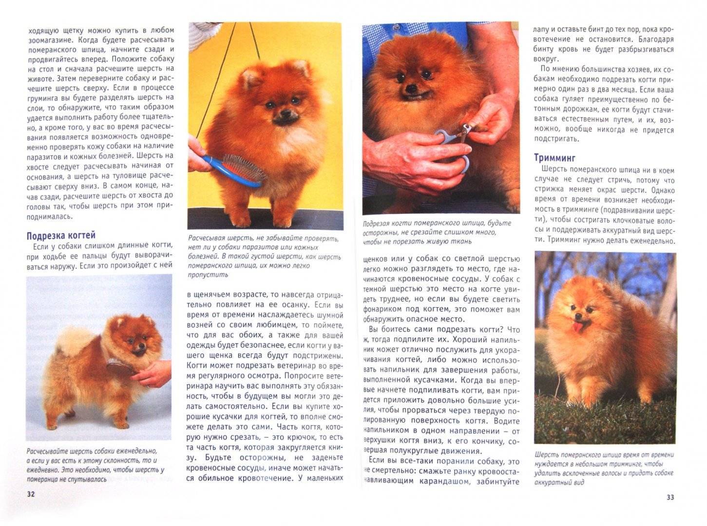 Милые собачки шпицы: какие бывают расцветки, описание внешности породы