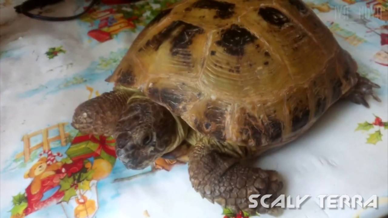 Как делать уколы черепахам, фото и видео примеры