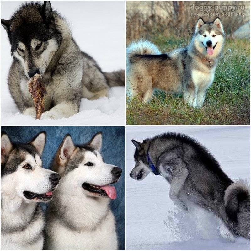 Чем отличаются лайки от хаски: внешние различия, разница в характере, выбор щенка