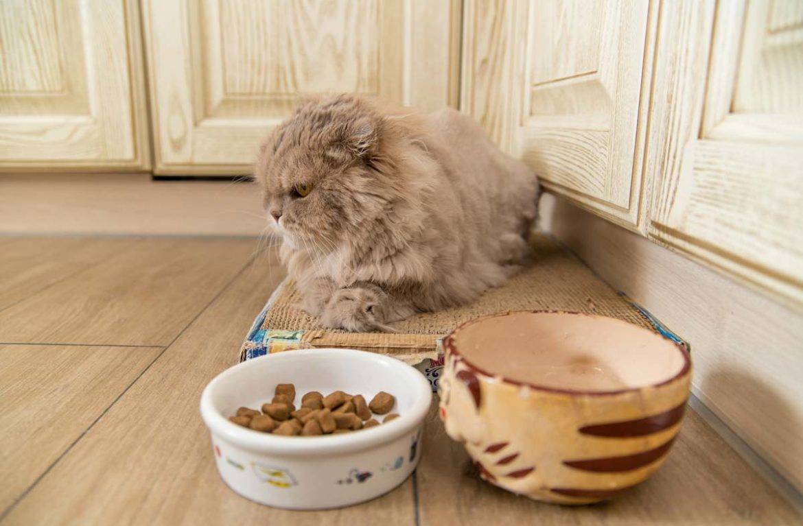 Кот не ест и не пьет: что делать, причины, лечение