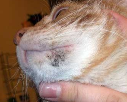 Акне у кошек: чёрные точки на подбородке, похожие на грязь, причины, лечение, фото