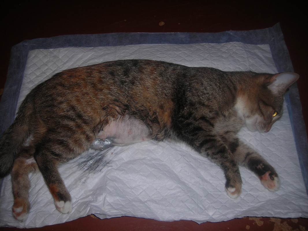 Стерилизация беременной кошки: плюсы и минусы | ваши питомцы