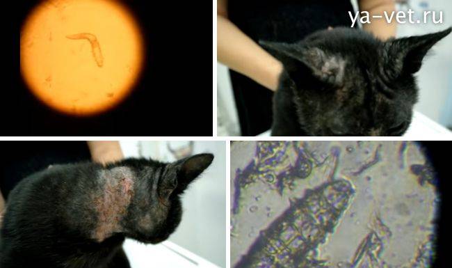 Подкожный клещ (демодекоз) у кошек - симптомы, лечение, фото, препараты, опасность для человека