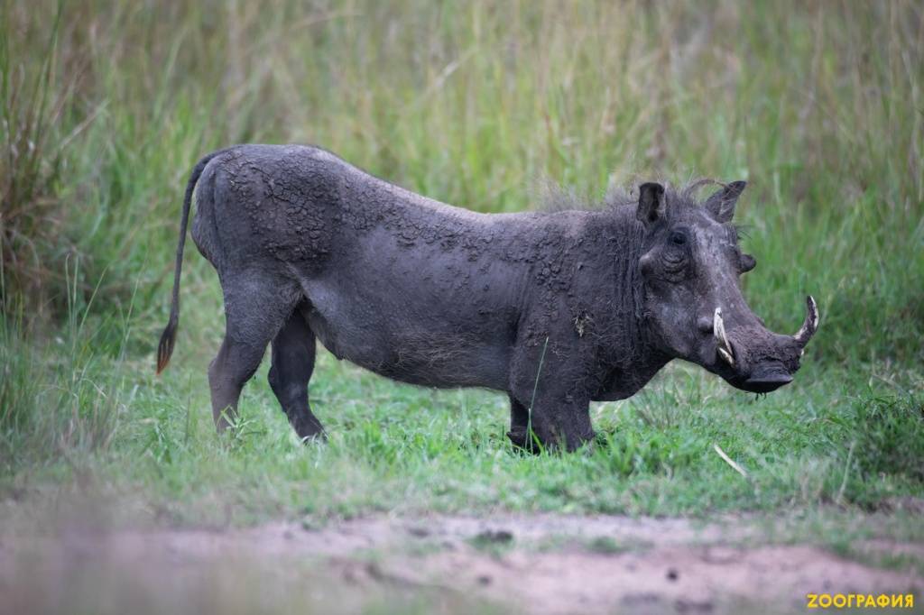 Бородавочник (африканская свинья): фото, описание, образ жизни