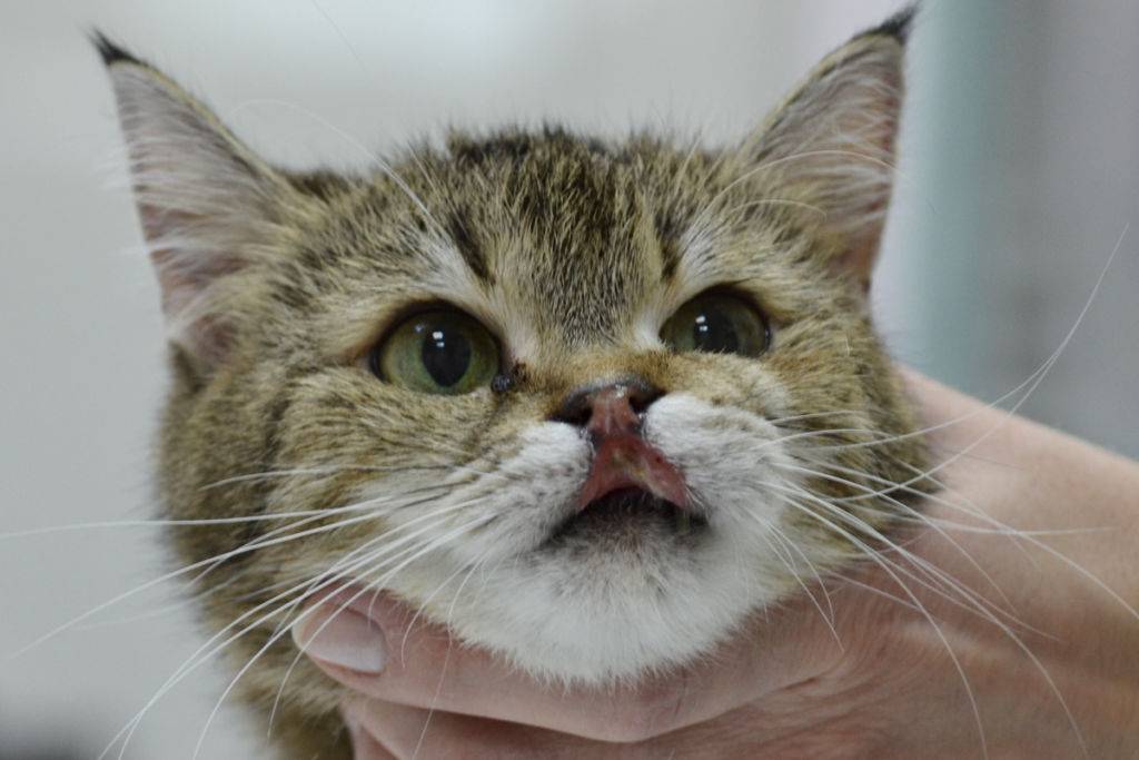 Эозинофильная гранулема у кошек: причины, симптомы, лечение и советы для заводчиков | ваши питомцы