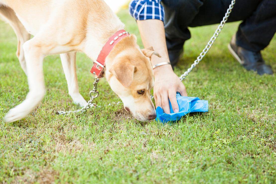 Как отучить собаку метить дома и в общественных местах: советы и народные средства