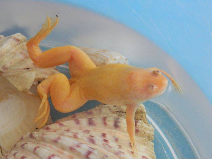 4 красивых вида лягушек для аквариума