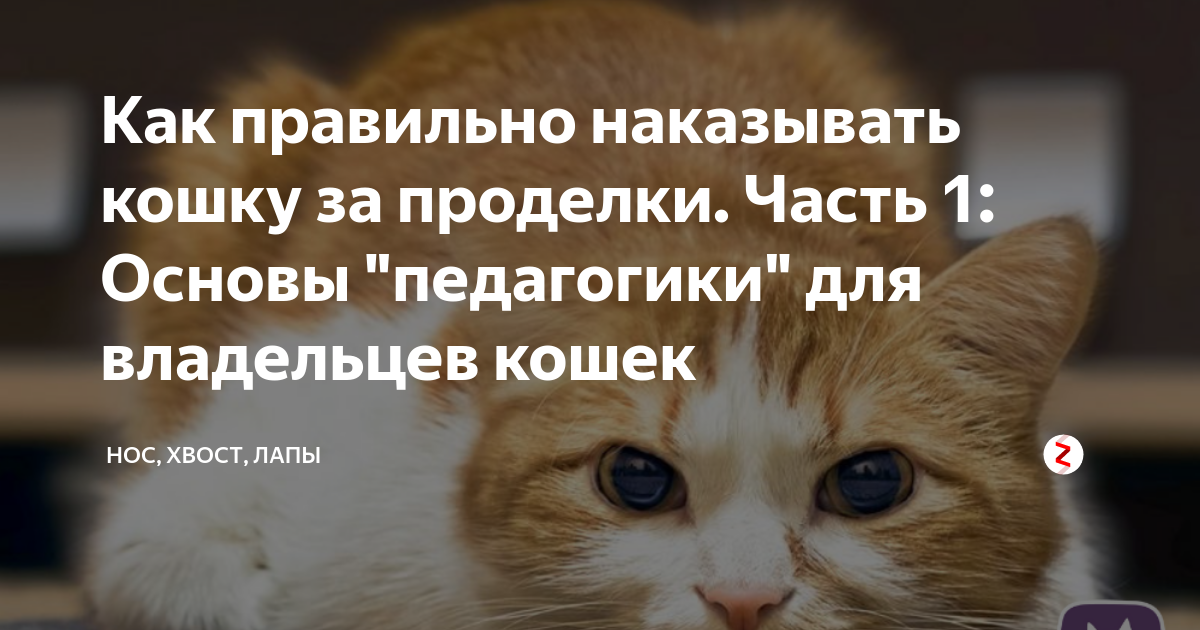 ᐉ как правильно наказывать кошку? - ➡ motildazoo.ru