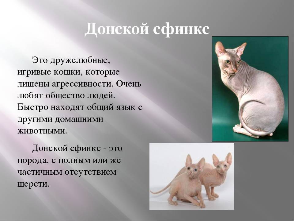 Сфинксы: разновидности, окрасы, уход, стоимость, здоровье лысых кошек