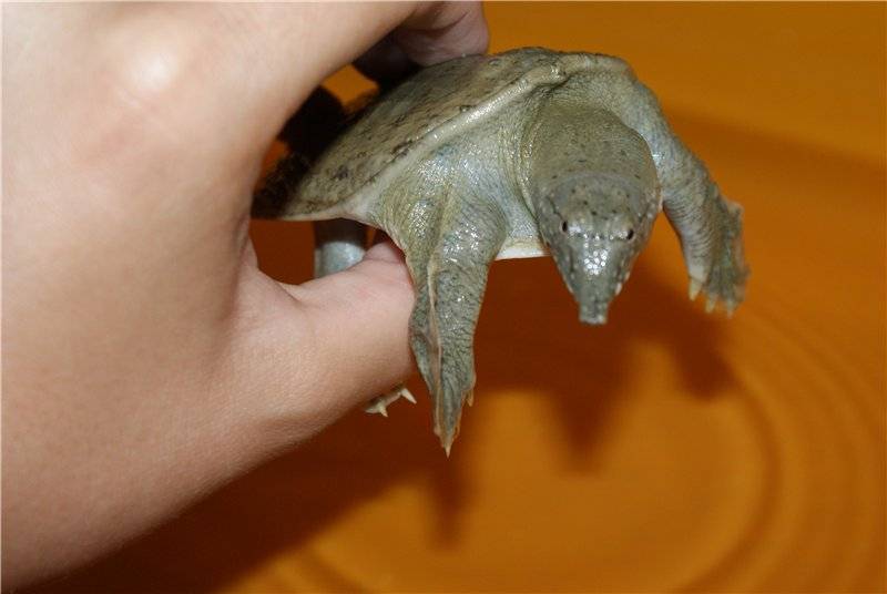Дальневосточная черепаха (китайский трионикс) – фото и описание, содержание в домашних условиях