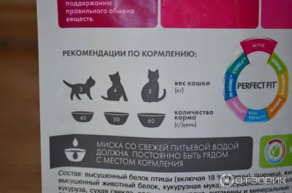 Как выкормить котенка без кошки: возможно ли это в принципе - мир кошек