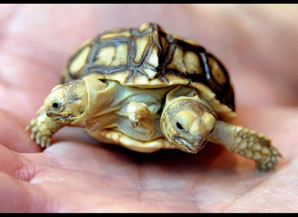 Как спариваются черепахи: особенности полового акта у морских и сухопутных разновидностей (видео)