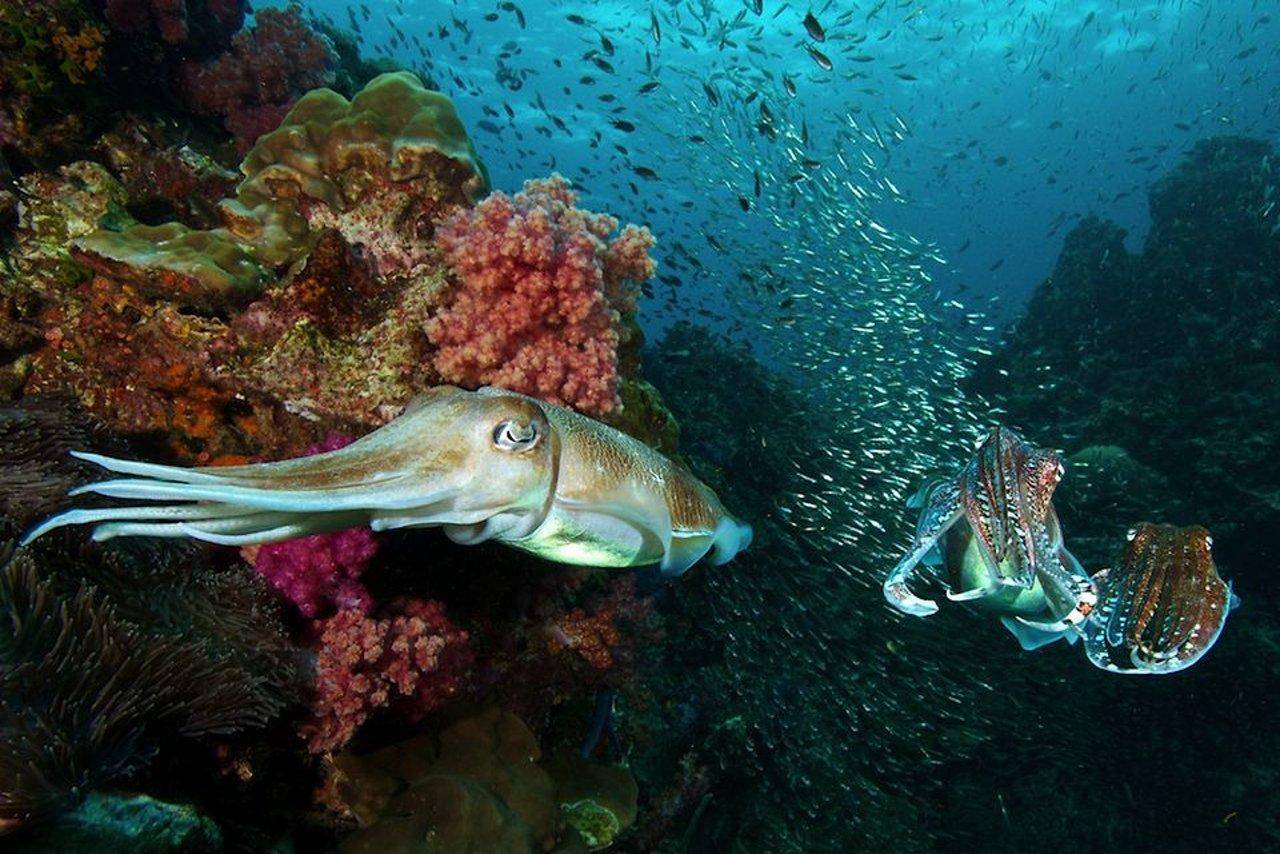 Барракуда рыба. образ жизни и среда обитания рыбы барракуды