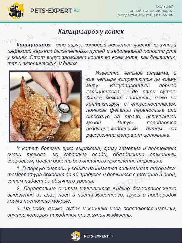 Чумка у кошек - симптомы и лечение