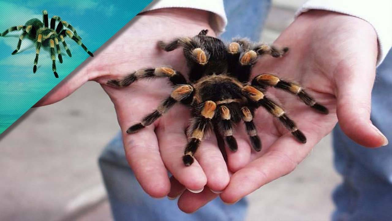 Укус тарантула: чем опасен для человека его яд, первая помощь