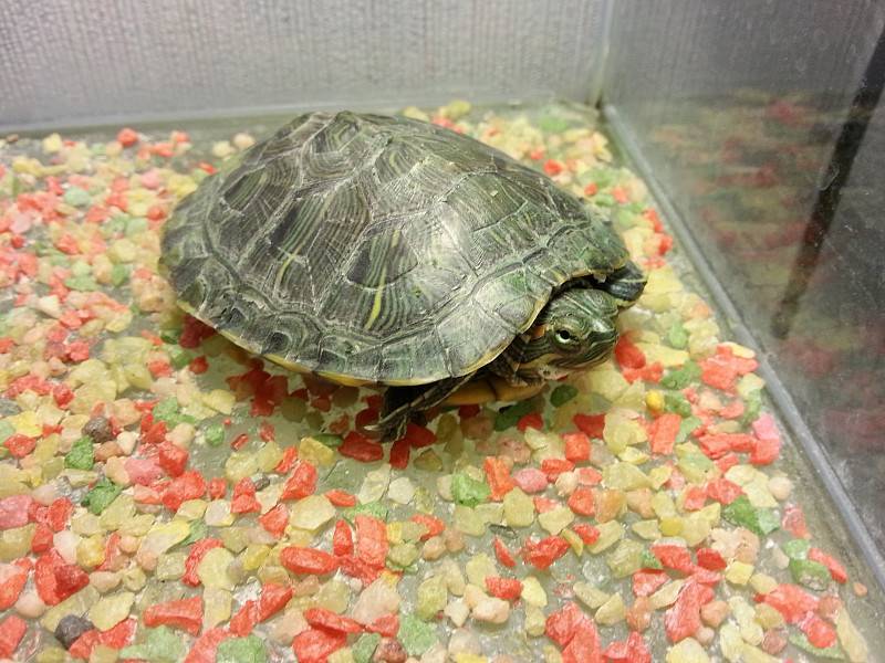 Линяют ли черепахи домашние