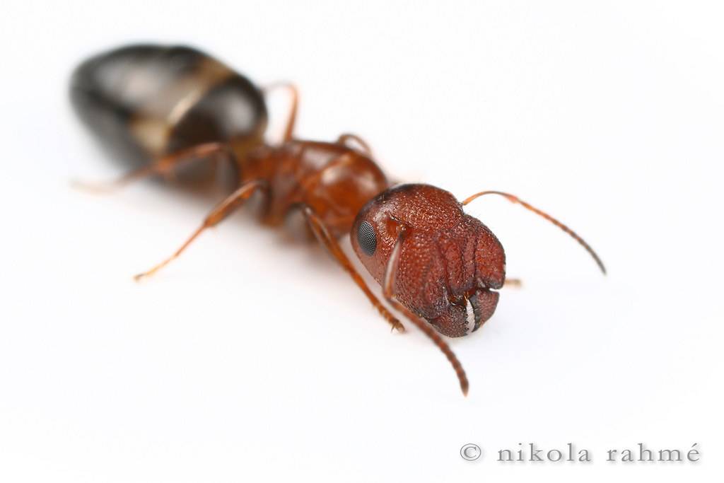Муравьи » camponotus truncatus - пробкоголовый муравей | antclub.ru | муравьи