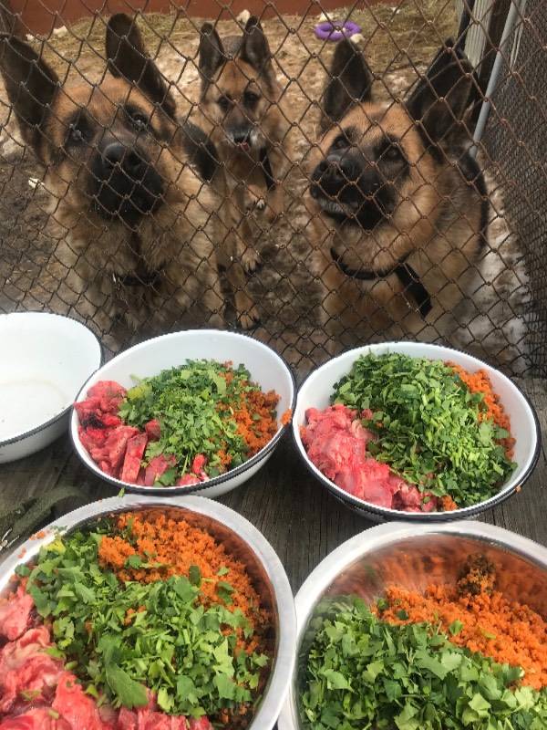 Какие можно приготовить блюда для собаки из натуральной пищи: варианты домашней еды