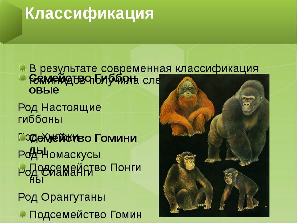 Человекообразные обезьяны