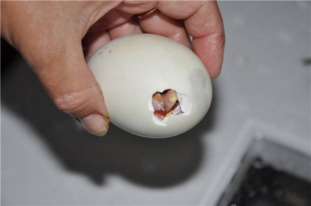Что делать с прошлогодним пасхальным яйцом, как правильно его утилизировать и почему хранят яйца целый год