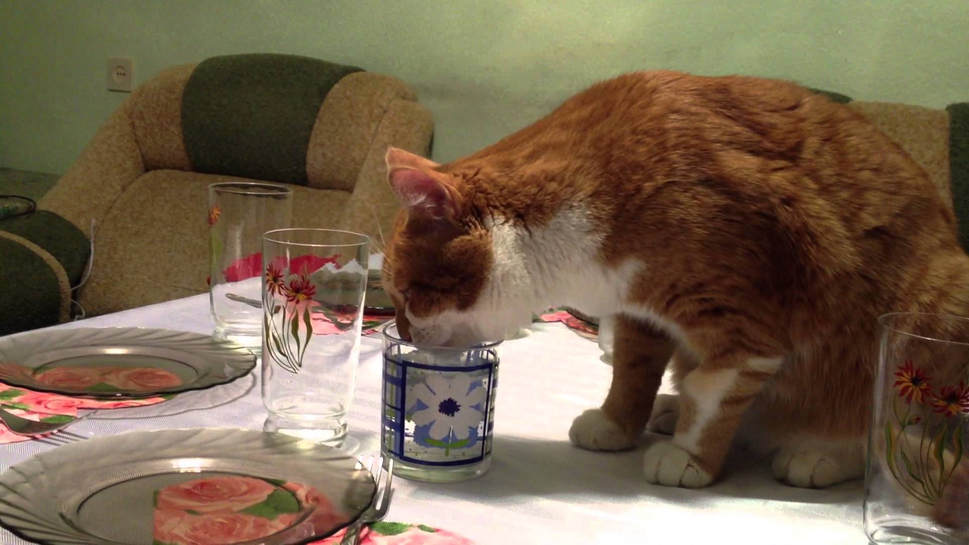 Если ваша кошка лазит по столам: как отучить питомца? |