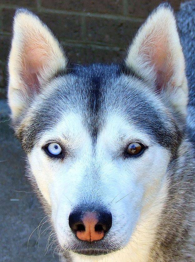 Породы собак с голубыми глазами: описание, характер, фото