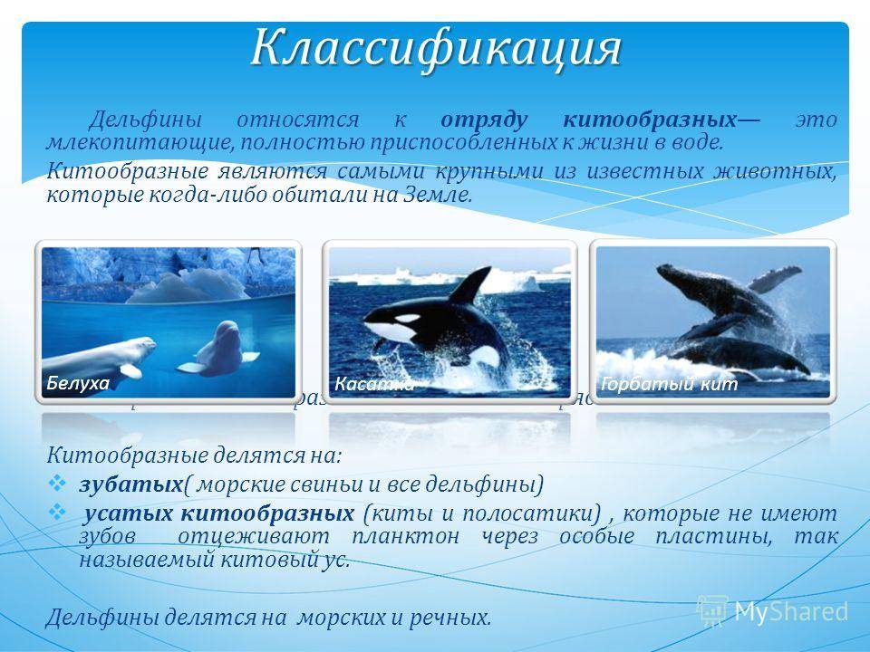 Дельфин 2 группа. Дельфин систематика. Дельфины классификация. К отряду китообразные относятся:. Систематика китов.