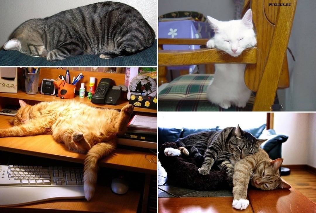 6 причин, из-за чего кошки много спят - когда беспокоится