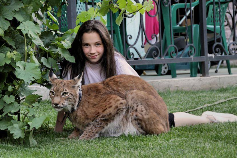 Кошка каракал – степная рысь в подробном обзоре породы