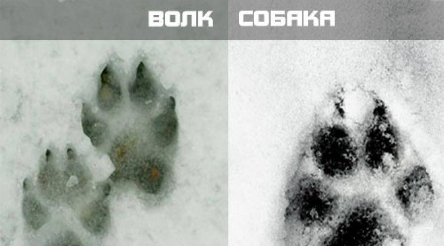 Как отличить следы. Следы волка и собаки отличие на снегу. Как отличить Волчий след от собачьего. След волка и собаки разница. Отличие следа волка от следа собаки.