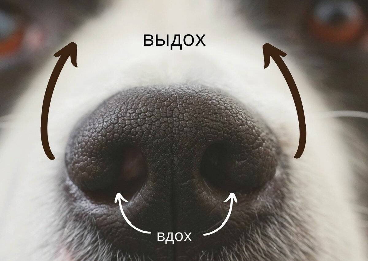 Сухой нос у собаки