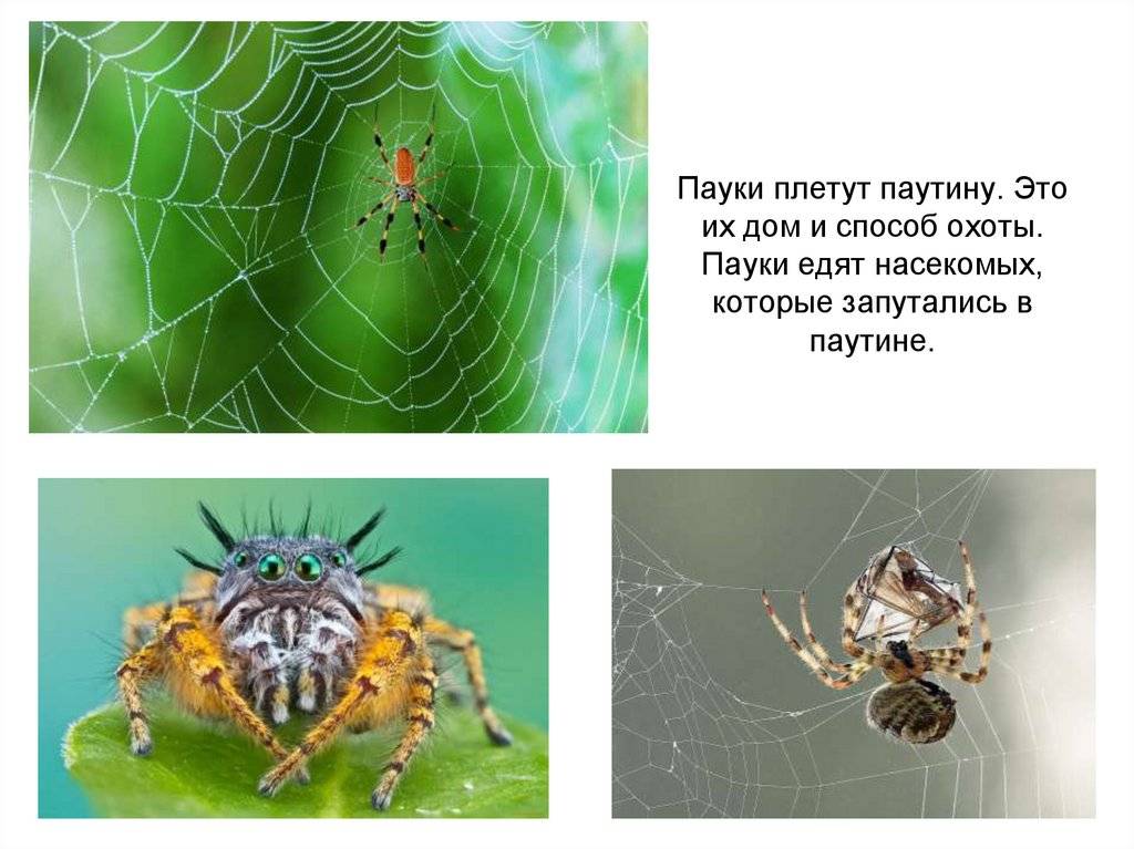 Домашние пауки