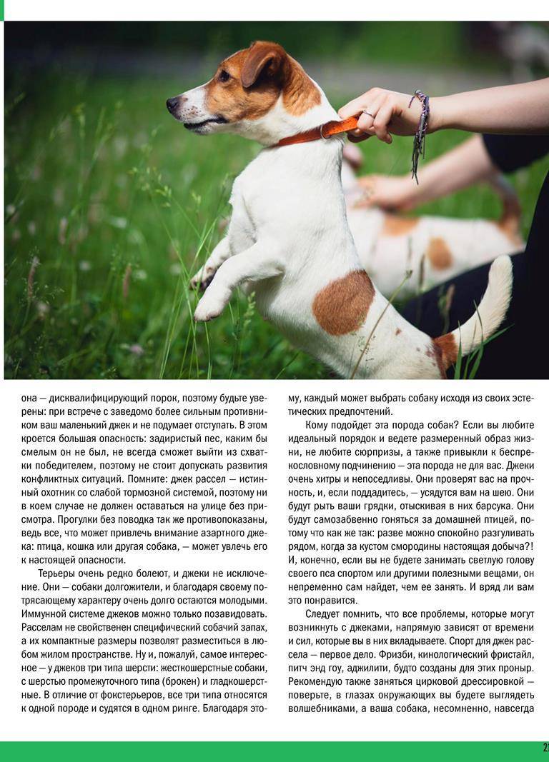 Джек-рассел-терьер: описание и щенки собаки