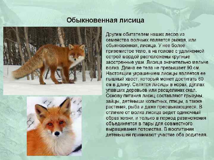 Виды лис, фото и краткое описание, образ жизни лисиц