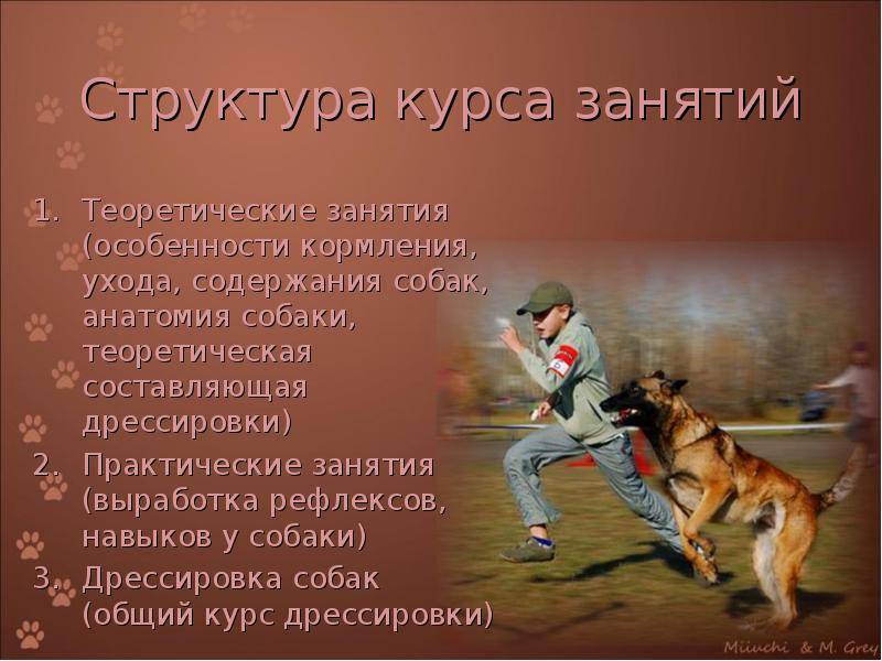 ᐉ окд для собак: что такое общий курс дрессировки, что входит - kcc-zoo.ru