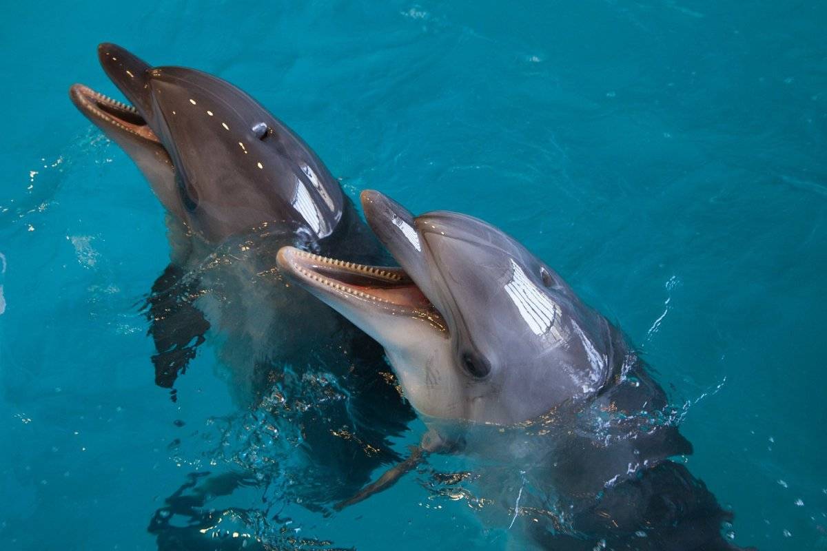 Боевые дельфины: правда или вымысел?