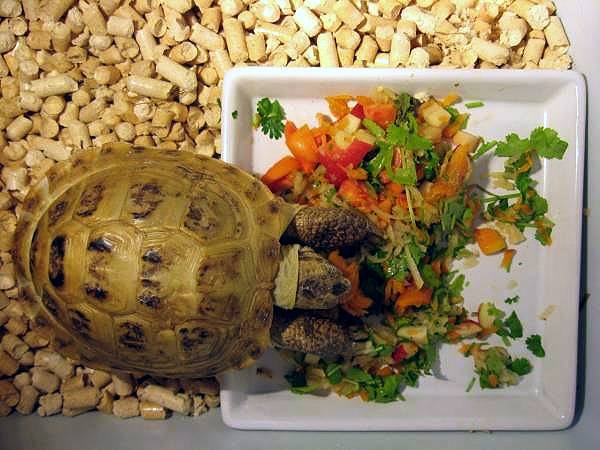 Черепаха на даче — особенности содержания экзотического питомца. виды, террариум, чем кормить. фото — ботаничка