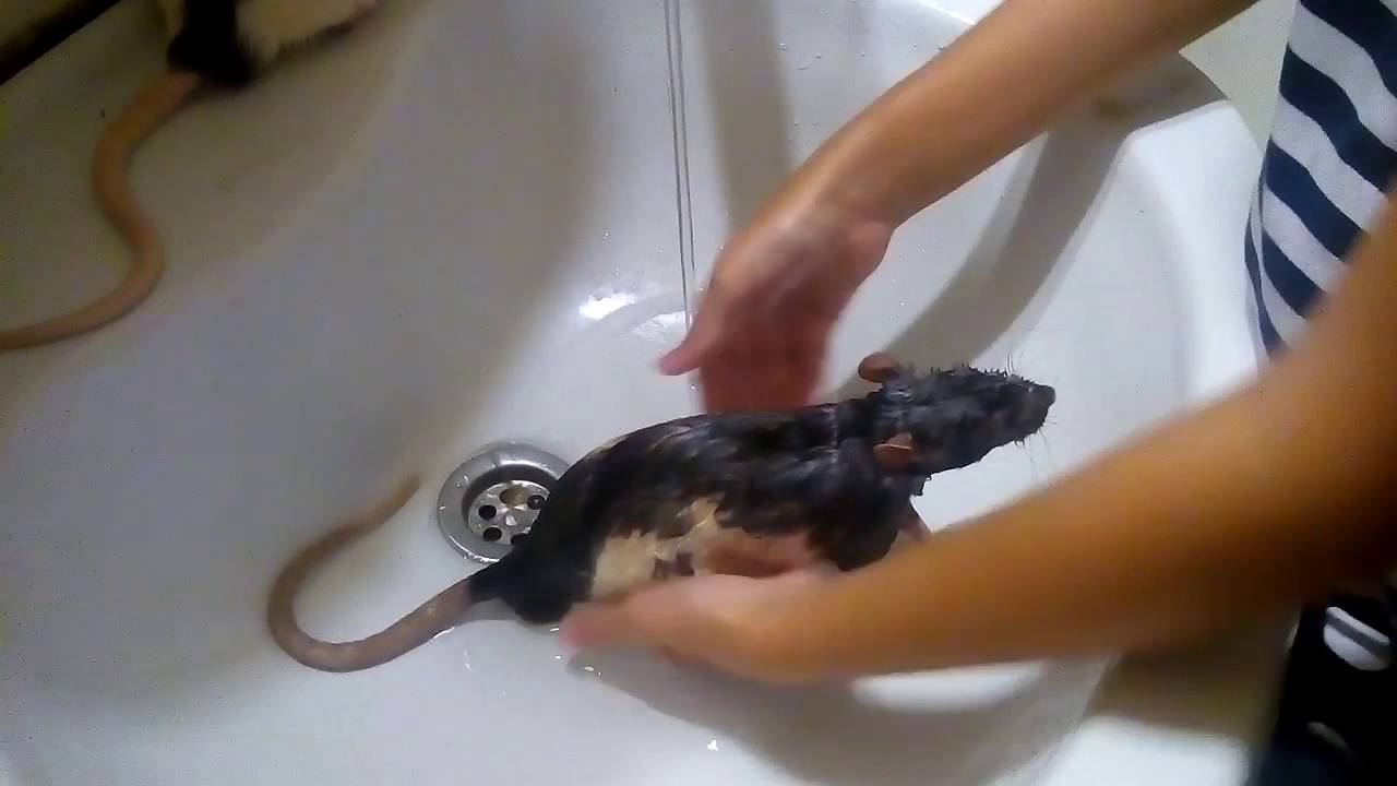 Как мыть домашнюю крысу? советы, температура воды и средства для купания