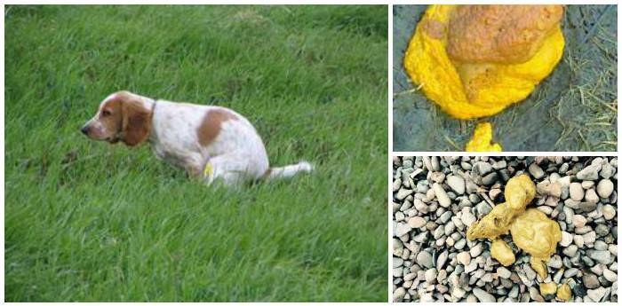 С чем может быть связано появление желтого или оранжевого кала у собак