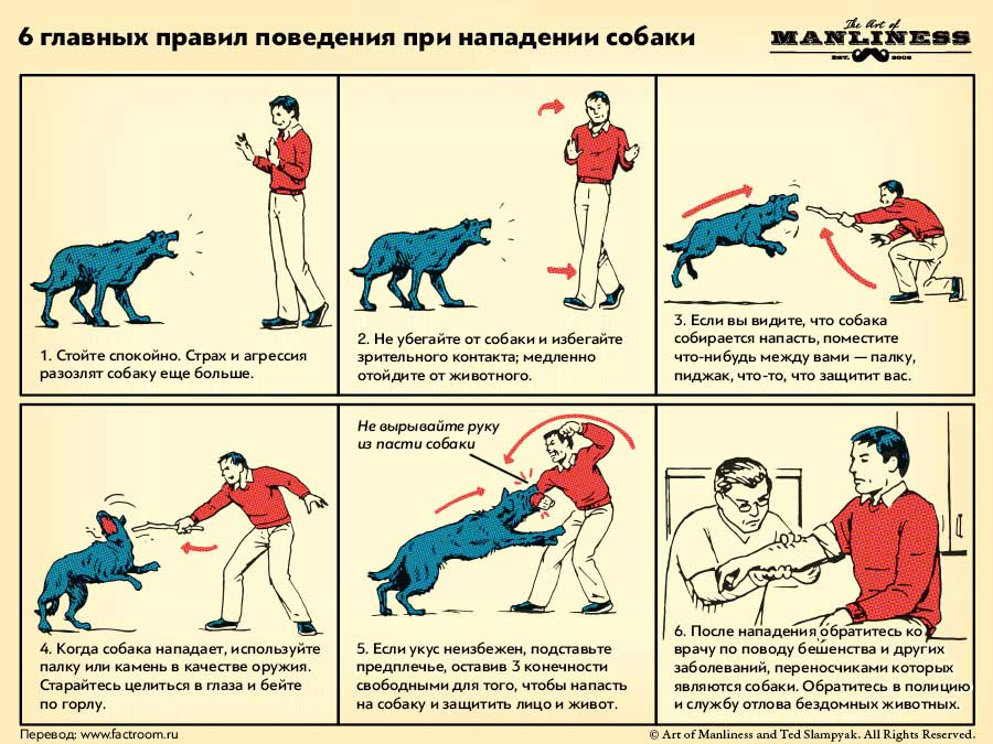 Что делать при нападении собаки - правила поведения и способы защиты
что делать при нападении собаки - правила поведения и способы защиты